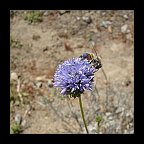 gilia capitata